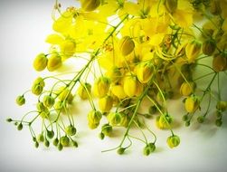 yellow cassia flowers on the white background