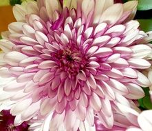 Chrysanthemum Macro Bloom