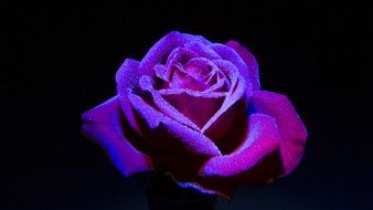 Rose Dark Background Flower