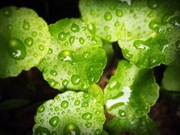 green leaves in the drops of dew on a dark background