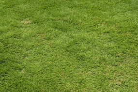 Green Grass Lawn Background