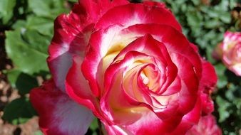 Rose Flower Red Two Tone Petal