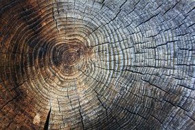 Wood Texture Annual Rings