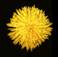yellow dandelion on the black background