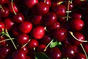 Cherries Close Nature Fruit Red