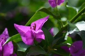 Flowers Bougainvilleas