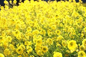 Canola Plant Background Garden