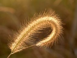 spike of grass close up