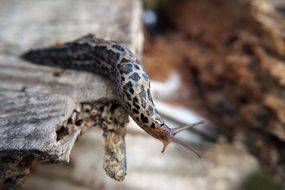 Snail Slug Nature Slow
