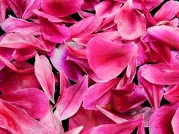 wallpaper with pink flower petals