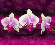 Orchids Texture Composition