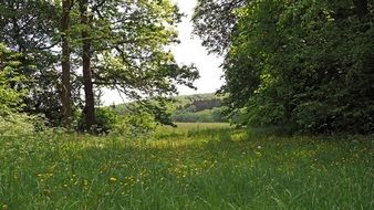 wild meadow in the forest