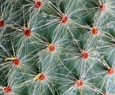 wallpaper with closeup of a cactus