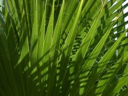 Palmetto Margalló Leaves Texture