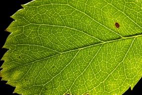 natural green leaf texture