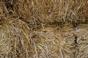 harvested straw