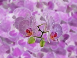 Orchids Background Abstract