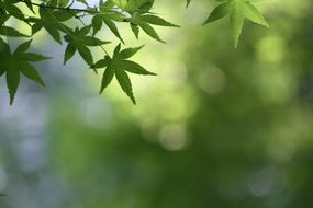 Green Background Leaves