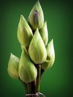 bunch of lotuses on a green background