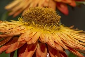 yellow-orange flower close-up on blurred background