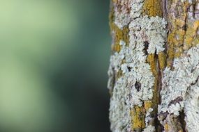 Tree Nature Wood Forest