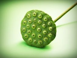 green lotus seeds on a white surface