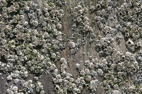 Aquatic Background Barnacles