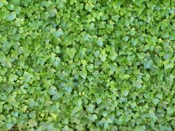 Ivy Background Texture Ivy Wall