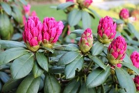 Rhododendron Garden Summer