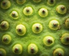 closeup of a lotus seed head