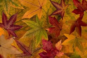 Leaves Colorful Dry Leaves