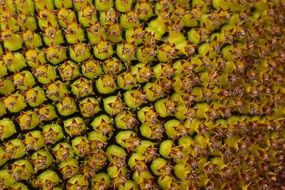 Sun Flower Seeds Background