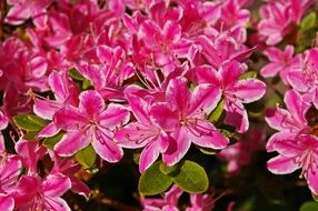 Azalea Garden Ornamental Shrub