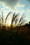 Reed Glow Sky Nature Background