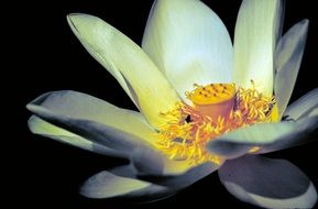 Lotus White Yellow Zen Flora