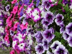 flower bed with violet, pink and blue flowers