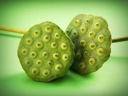 lotus seeds on light green background