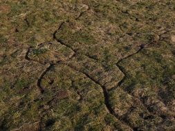 mouse path in meadow