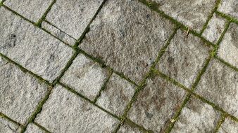 Floor Texture Moss Soil Stone