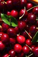 red cherry fruits with green leaves