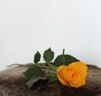 Rose Yellow Flowers
