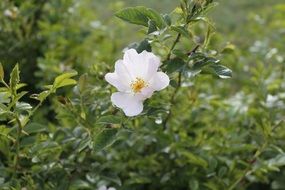 Flower Doga White Tea Rose