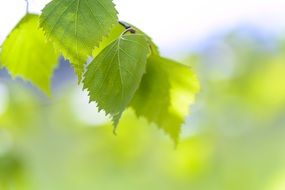 Spring Green Leaves Birch Green