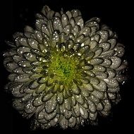chrysanthemum in water drops
