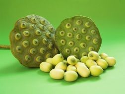 waterlily seed heads