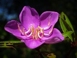 purple flower with green leaves