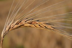 Ear Barley Cereals Grain