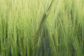 Background Wheat Green