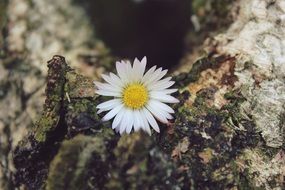 daisy flower on the tree trunk
