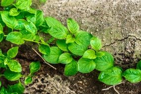 young tree leaves on a tree trunk